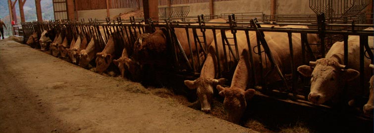 viande de boeuf